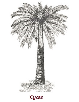 Cycas
