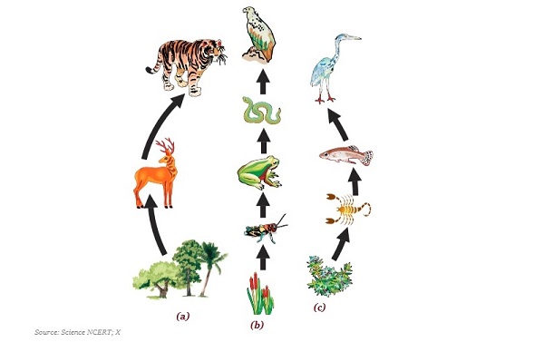 Food Chain