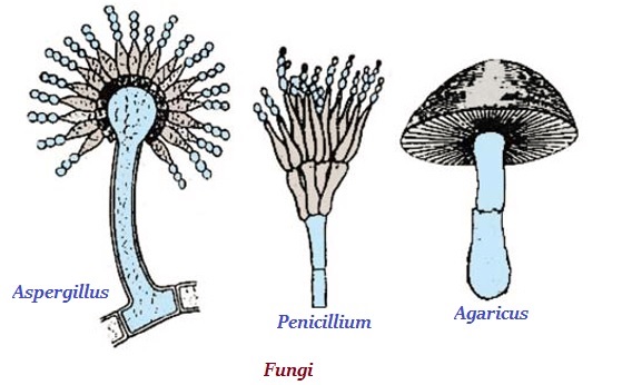 Fungi