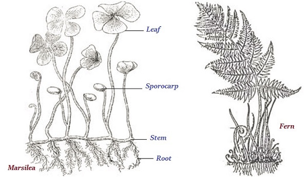 Marsilea