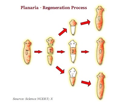 Planaria