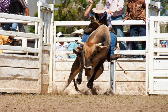 Mounting the Bull