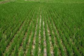 Agriculture Ministry