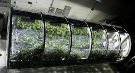 ISS Grow