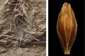 Barley
