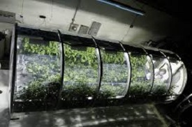 Inflatable Nasas Greenhouse