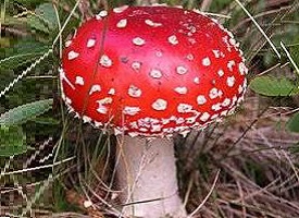 Bionic Mushroom