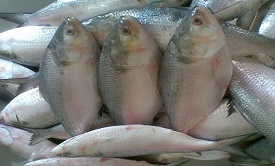Catching Hilsa Fish