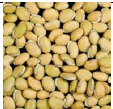 Field Beans