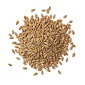 Wheat