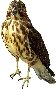Beautiful Animals Clipart 10