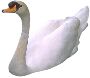 Beautiful Animals Clipart 102