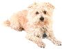 Beautiful Animals Clipart 103