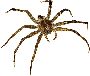 Beautiful Animals Clipart 106