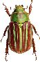 Beautiful Animals Clipart 107