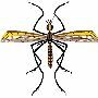 Beautiful Animals Clipart 108