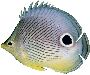 Beautiful Animals Clipart 111