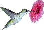 Beautiful Animals Clipart 112