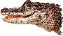 Beautiful Animals Clipart 114