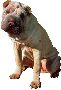 Beautiful Animals Clipart 115
