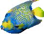 Beautiful Animals Clipart 121