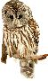 Beautiful Animals Clipart 122