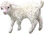 Beautiful Animals Clipart 123