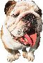 Beautiful Animals Clipart 124