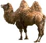Beautiful Animals Clipart 125