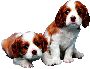 Beautiful Animals Clipart 129