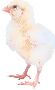 Beautiful Animals Clipart 13