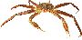 Beautiful Animals Clipart 17