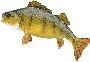 Beautiful Animals Clipart 19