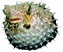 Beautiful Animals Clipart 4