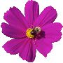 Beautiful Animals Clipart 44