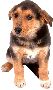 Beautiful Animals Clipart 6