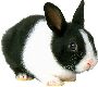 Beautiful Animals Clipart 8
