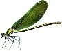 Beautiful Animals Clipart 82
