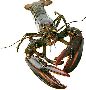 Beautiful Animals Clipart 83