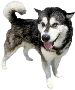 Beautiful Animals Clipart 9