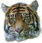 Beautiful Animals Clipart 90