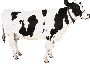 Beautiful Animals Clipart 99