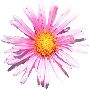 Beautiful Flowers Clipart 101