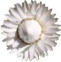 Beautiful Flowers Clipart 24