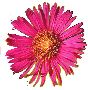 Beautiful Flowers Clipart 27