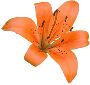 Beautiful Flowers Clipart 28