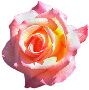 Beautiful Flowers Clipart 33