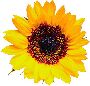 Beautiful Flowers Clipart 34