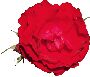 Beautiful Flowers Clipart 35