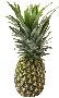 Foods Clipart 74
